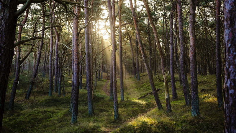 Skogens roll i våra liv