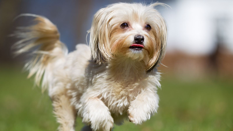 Varför är min hund plötsligt så aggressiv?